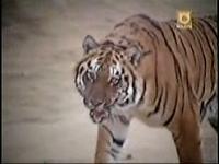 Click to watch 'Tiger in the Streets' (popup) CHIPs